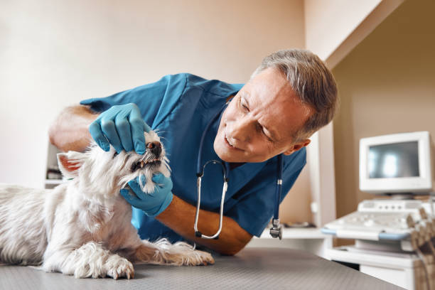 Best Emergency Root Canal Treatment in New Lebanon, OH